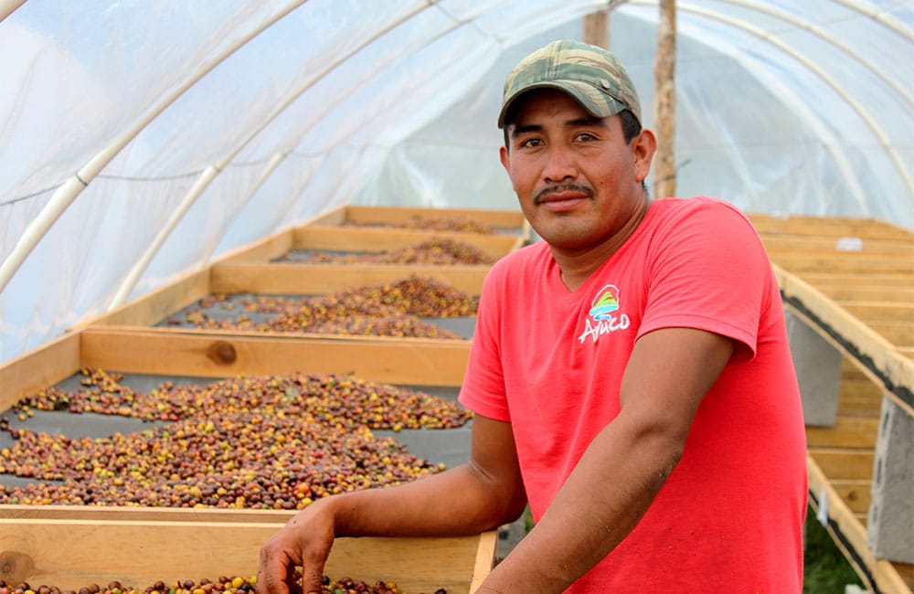 Dayana Honduras café de especialidad cosecha 2020. Macerado 90h café de especialidad brutal de la Finca Dayana en Honduras.