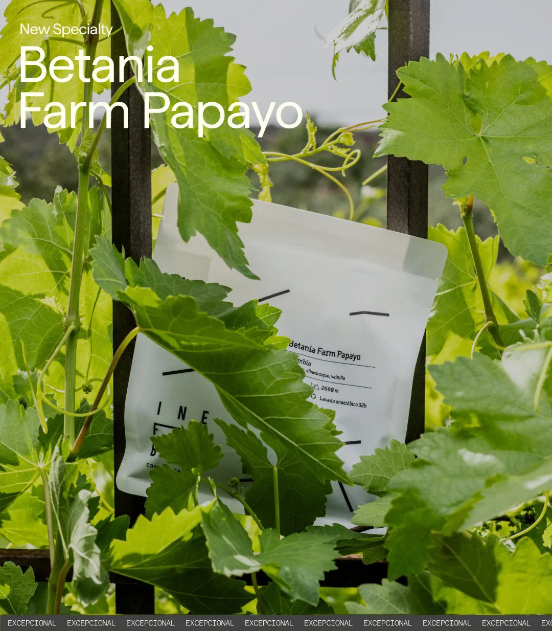 Betania Farm Papayo