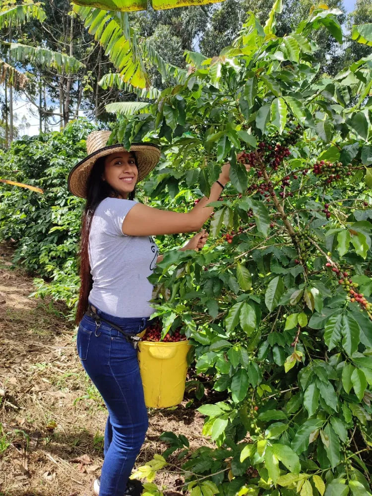 Los Guaduales Ají
