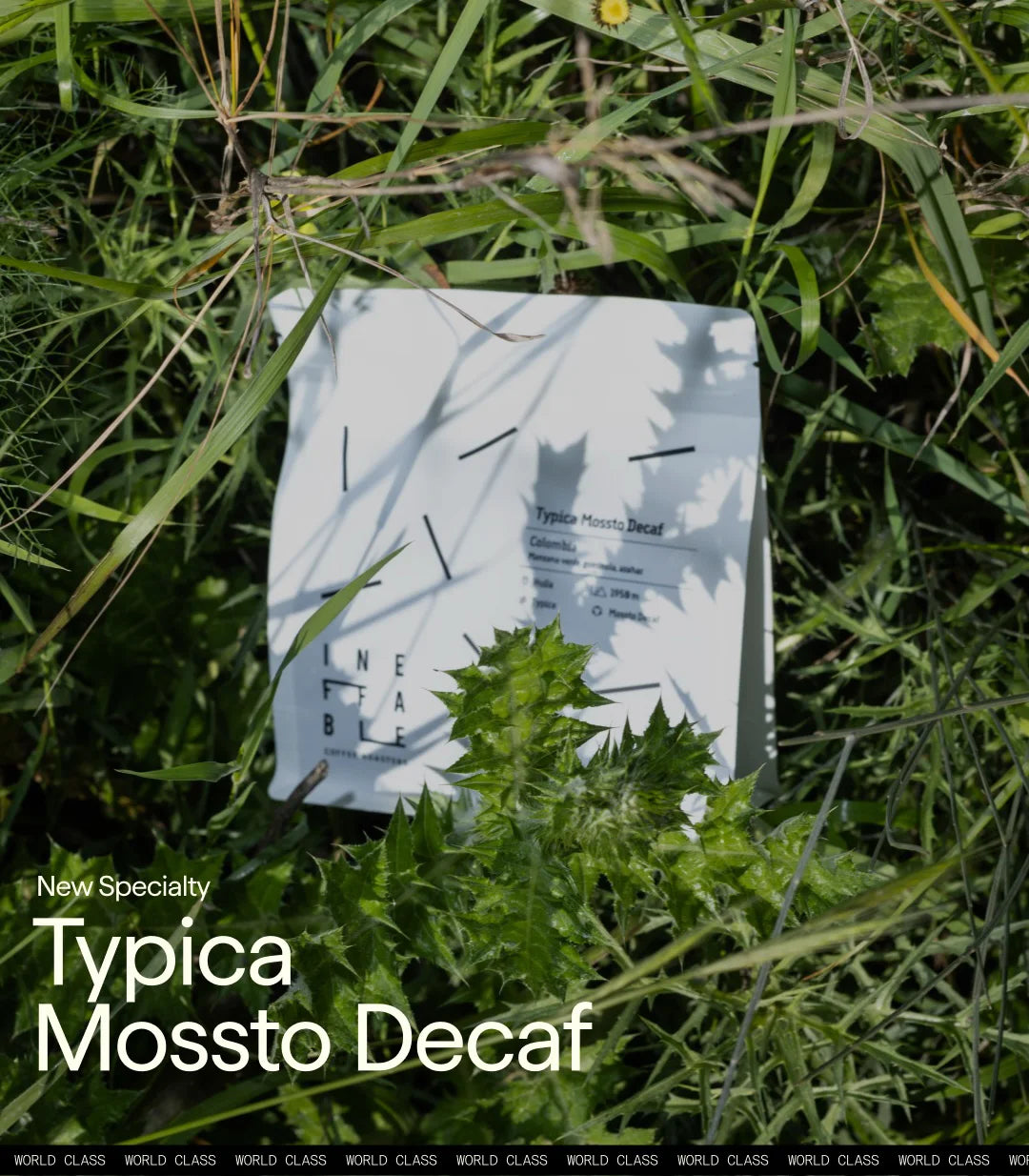 Typica Mossto Decaf